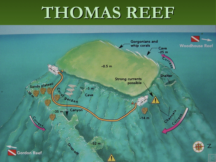 Thomas Reef - Straits of Tiran