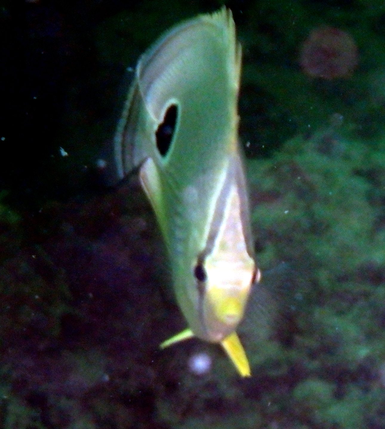 Second Reef photo 5
