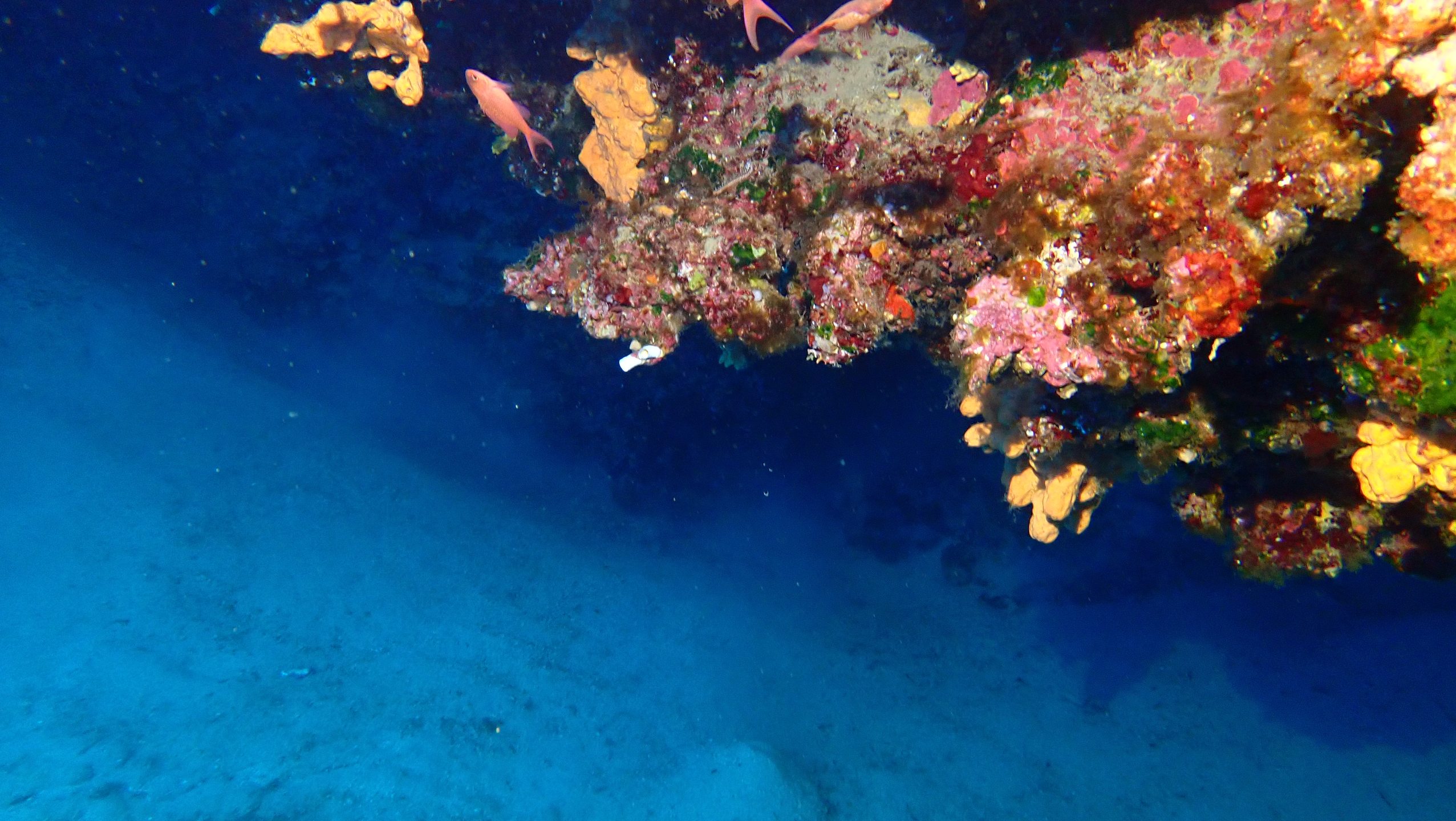 Shrimp cave