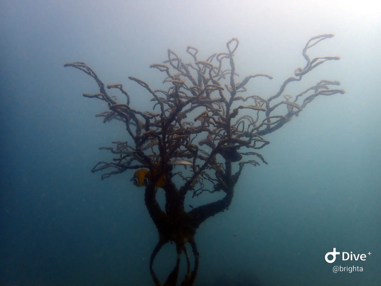 Junkyard Reef photo 4