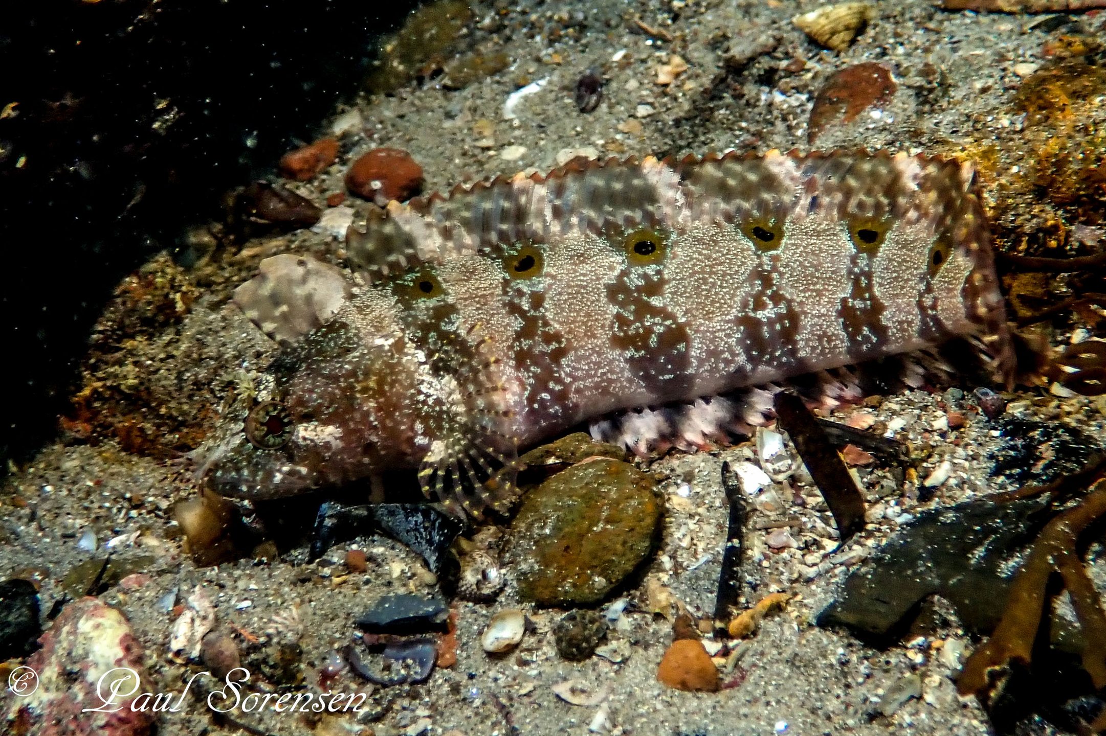 Flinders Pier photo 2