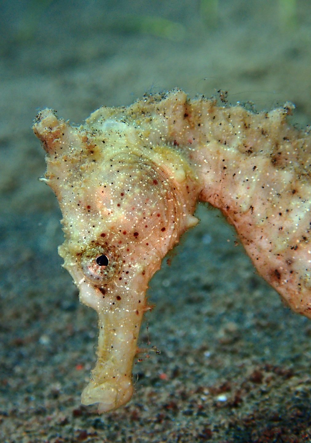Macro Jetty