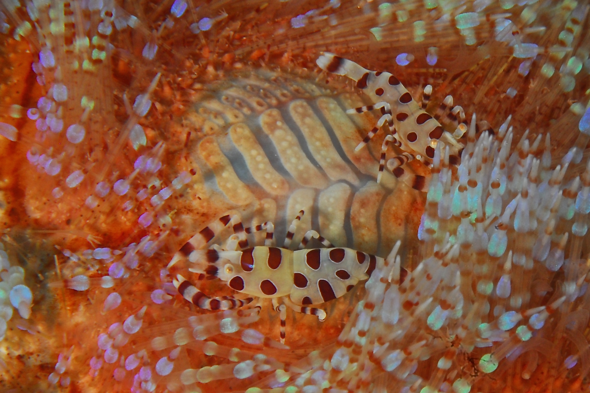 Exotic House Reef photo 2