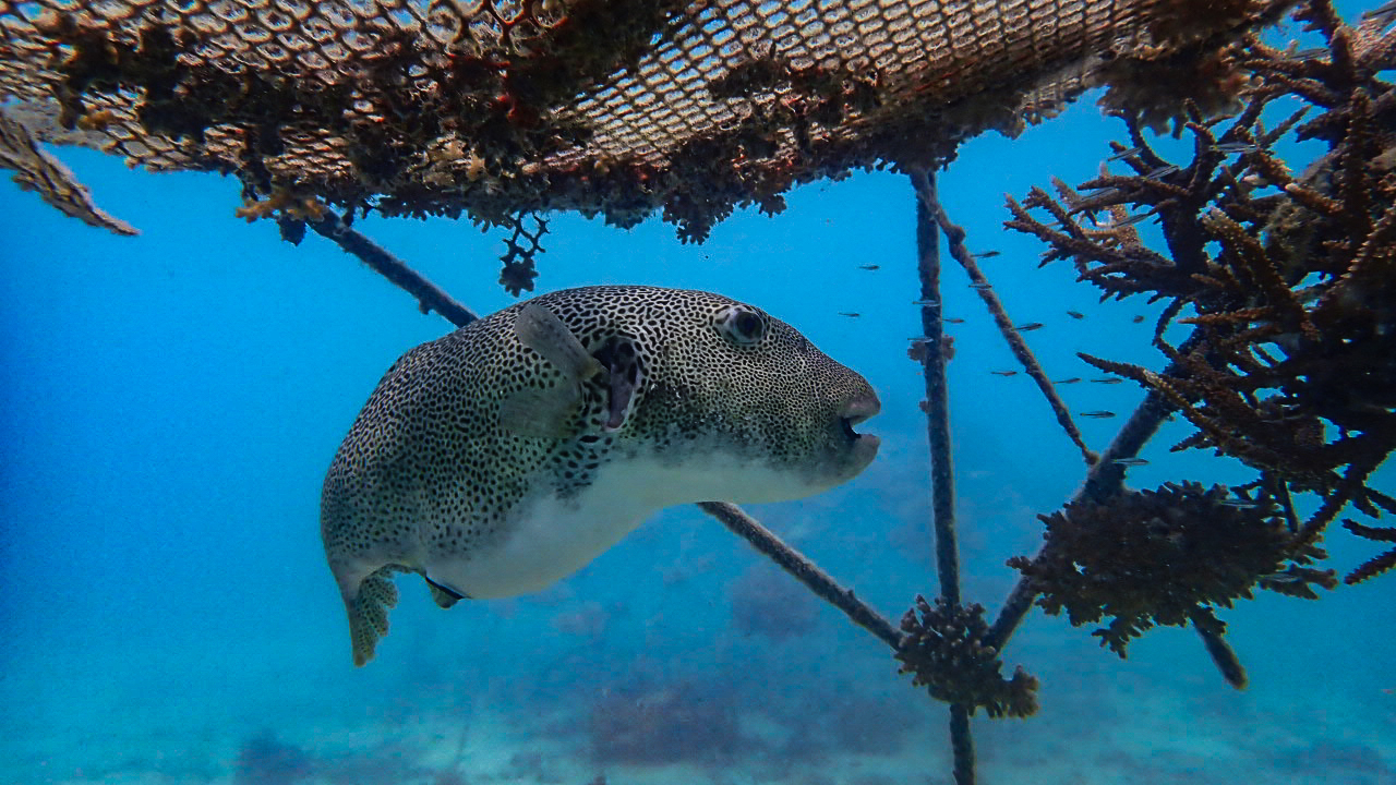 AlotMeant - Coral Restoration Project