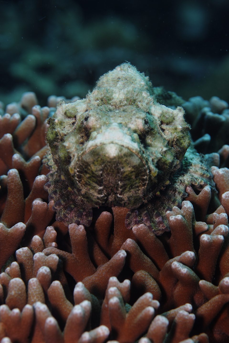 Bintang Reef, Pulau Seribu, Jakarta photo 6