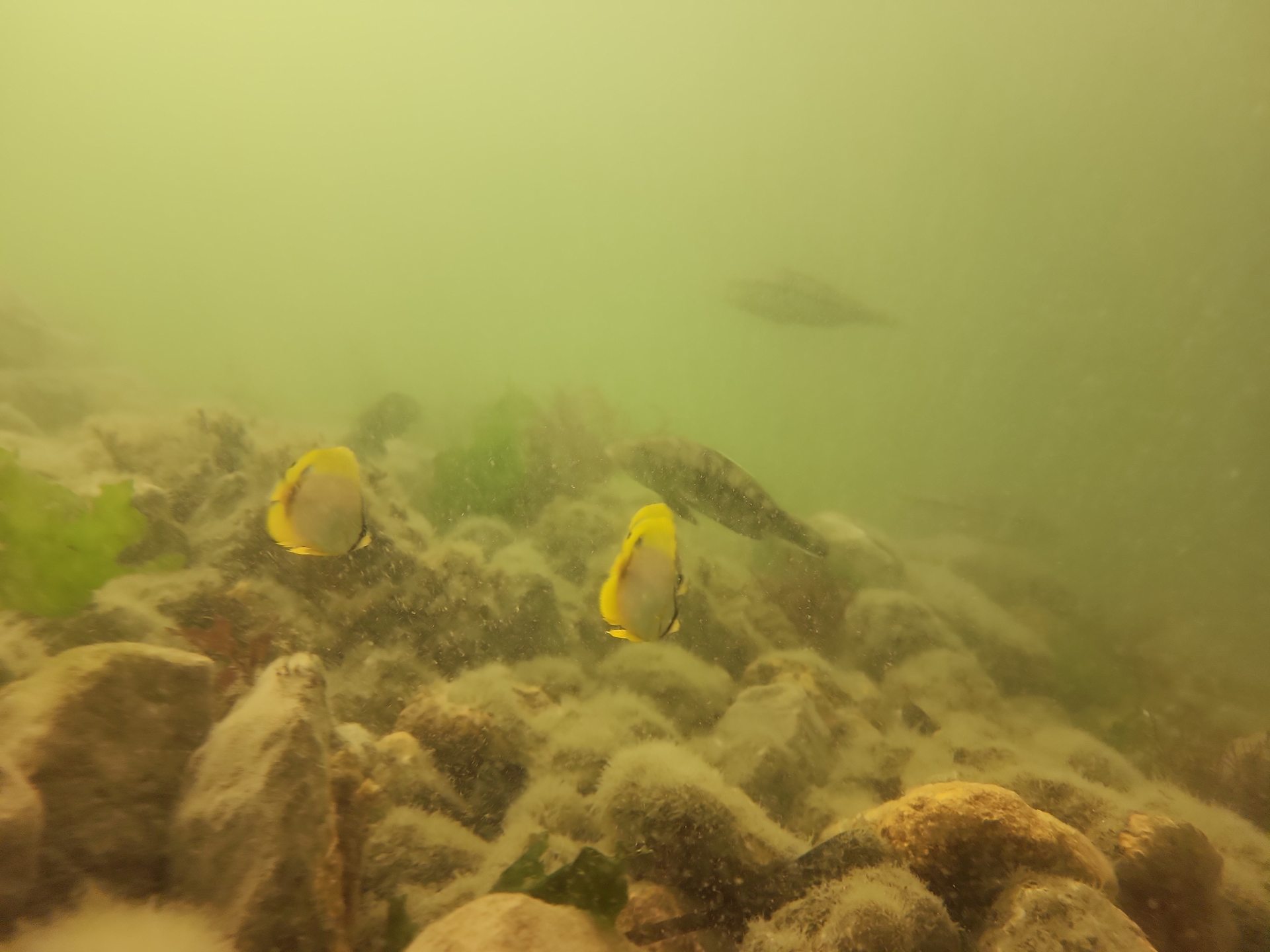 Ponquogue Bridge photo 4