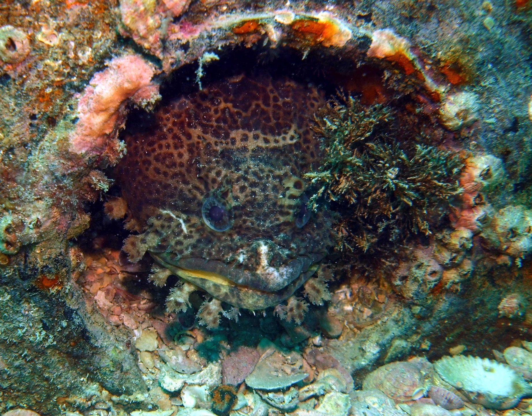 Bubba photo 20