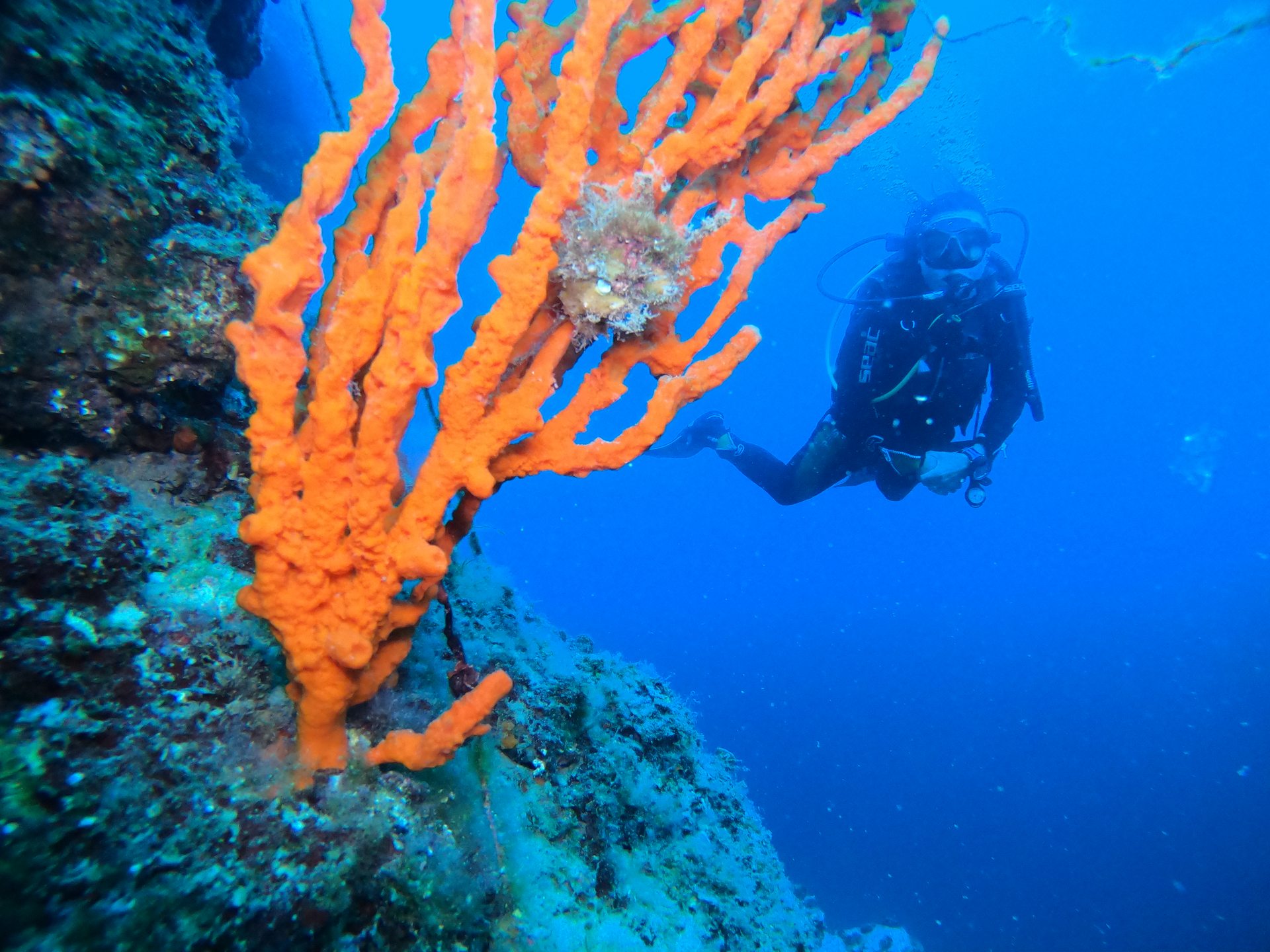 Taxiarxis reef photo 4
