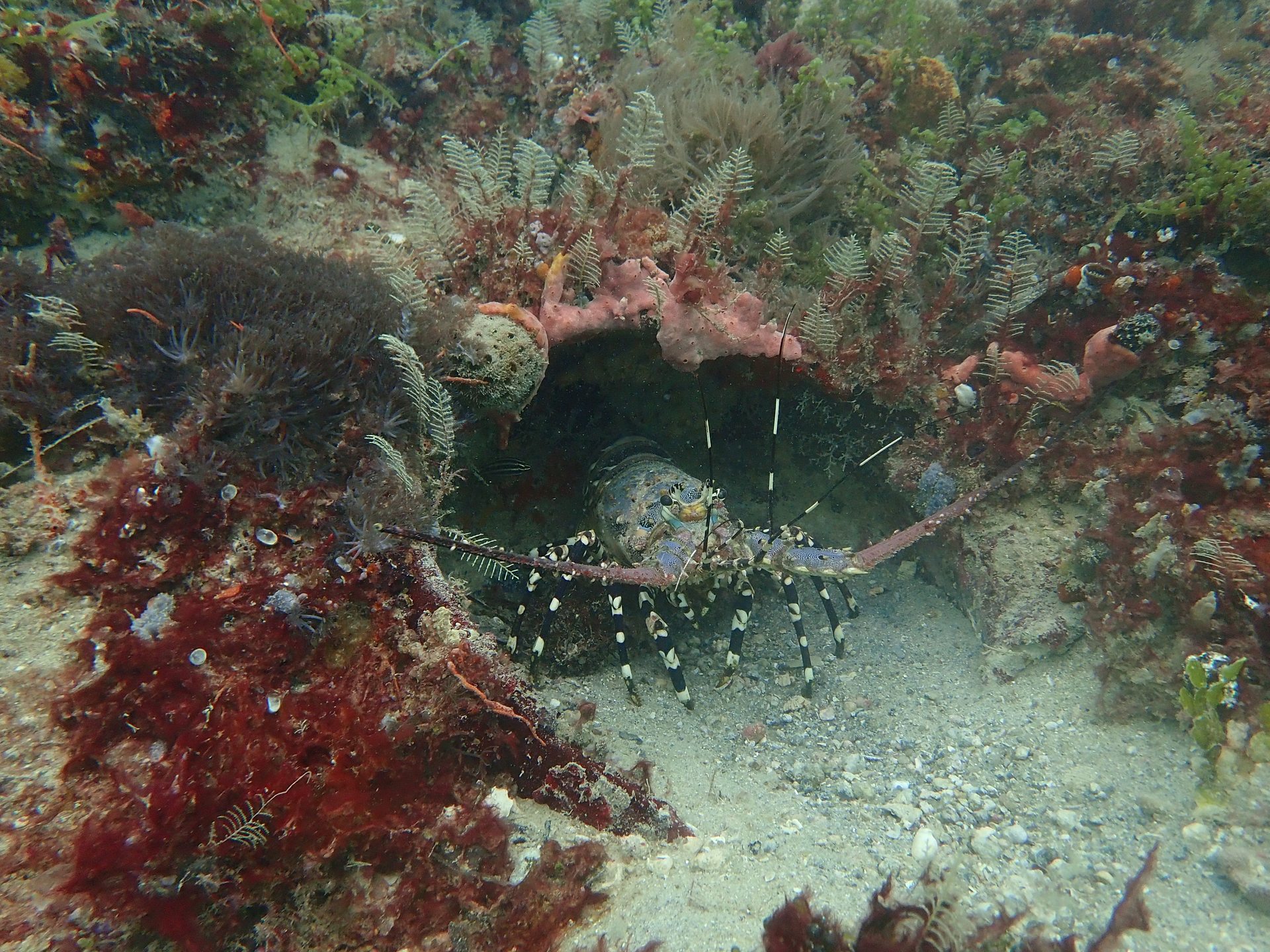 Danii's Reef photo 2