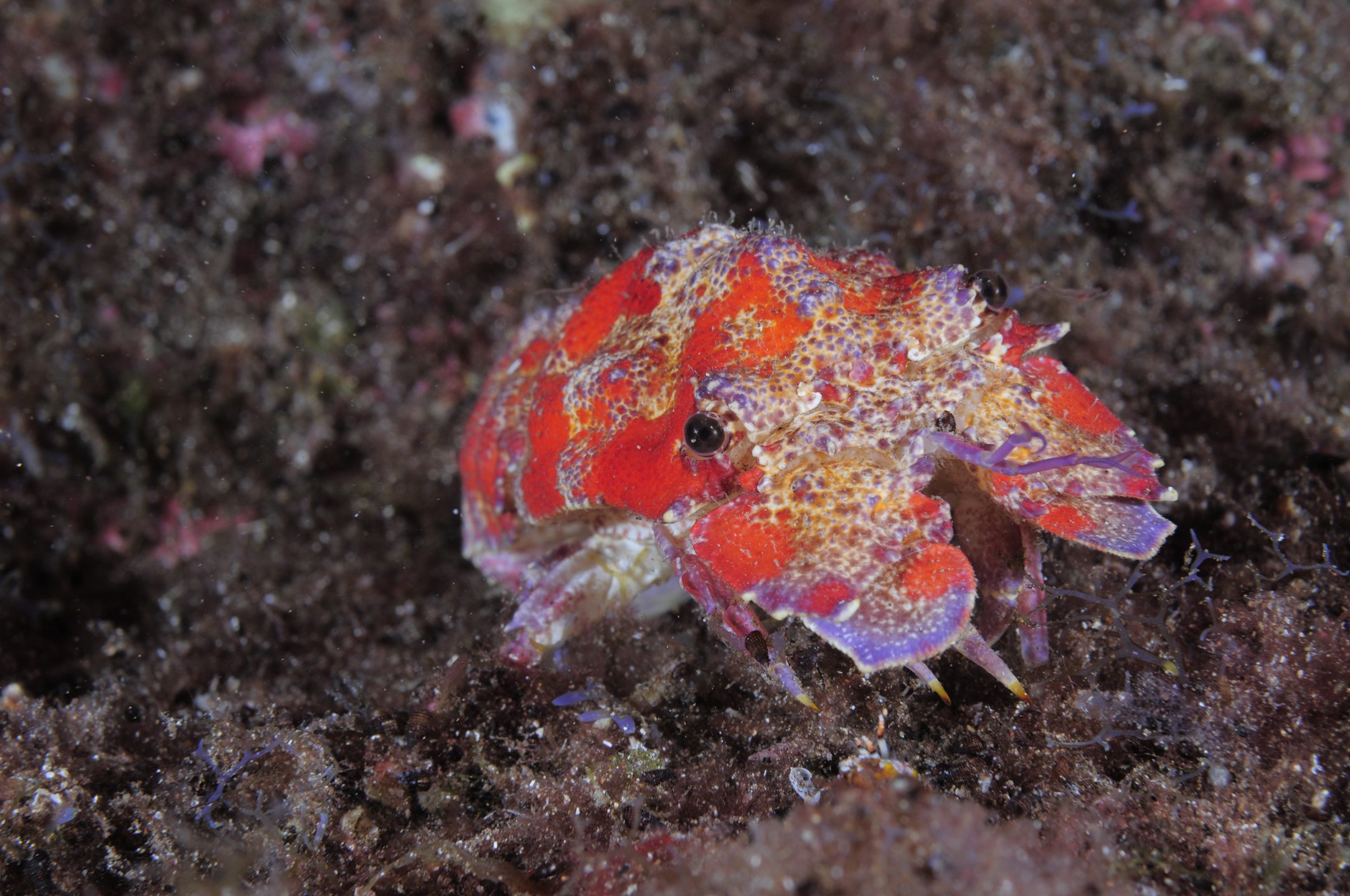 Reis Magos photo 7