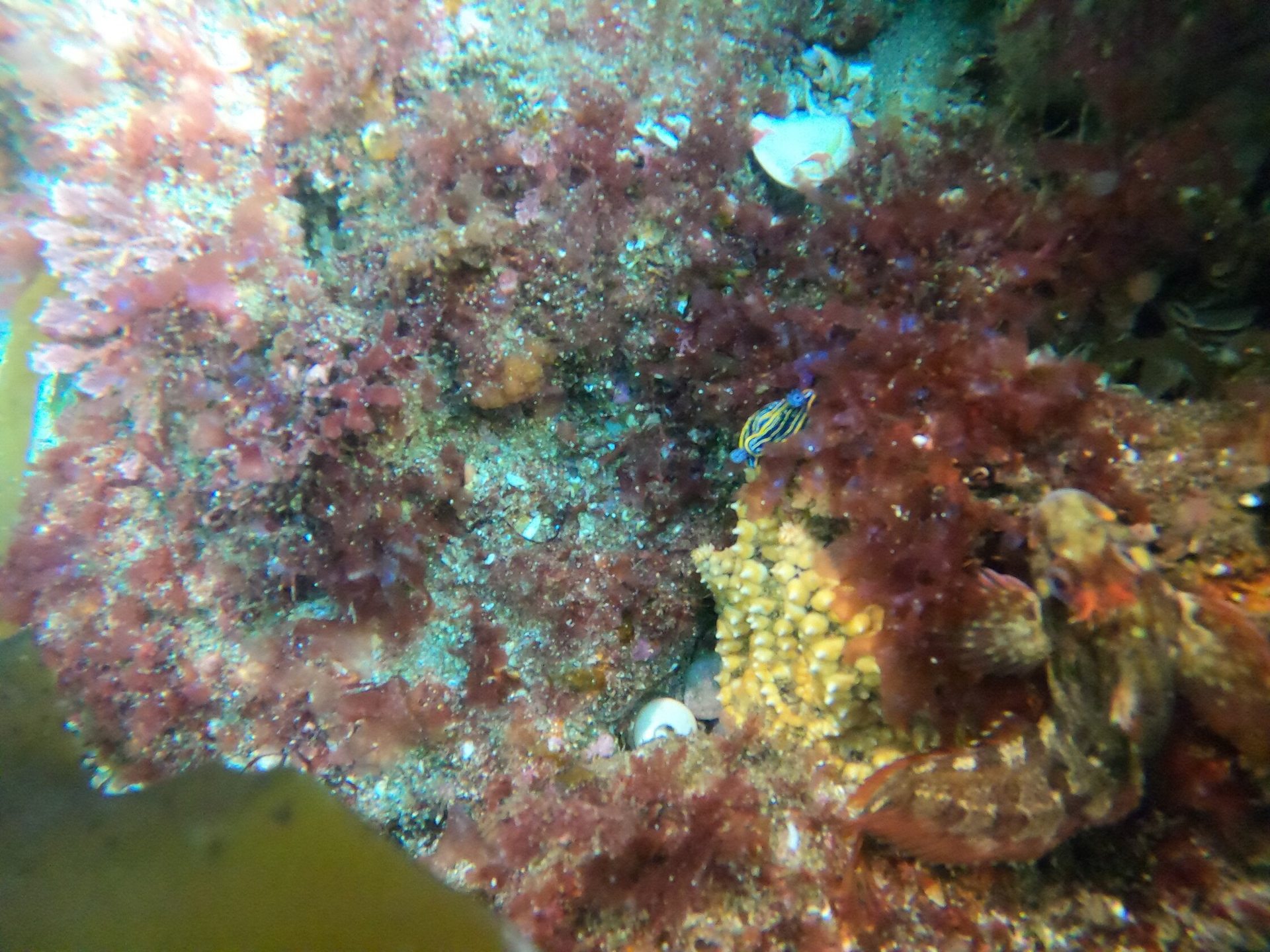 La Bayonnaise photo 8