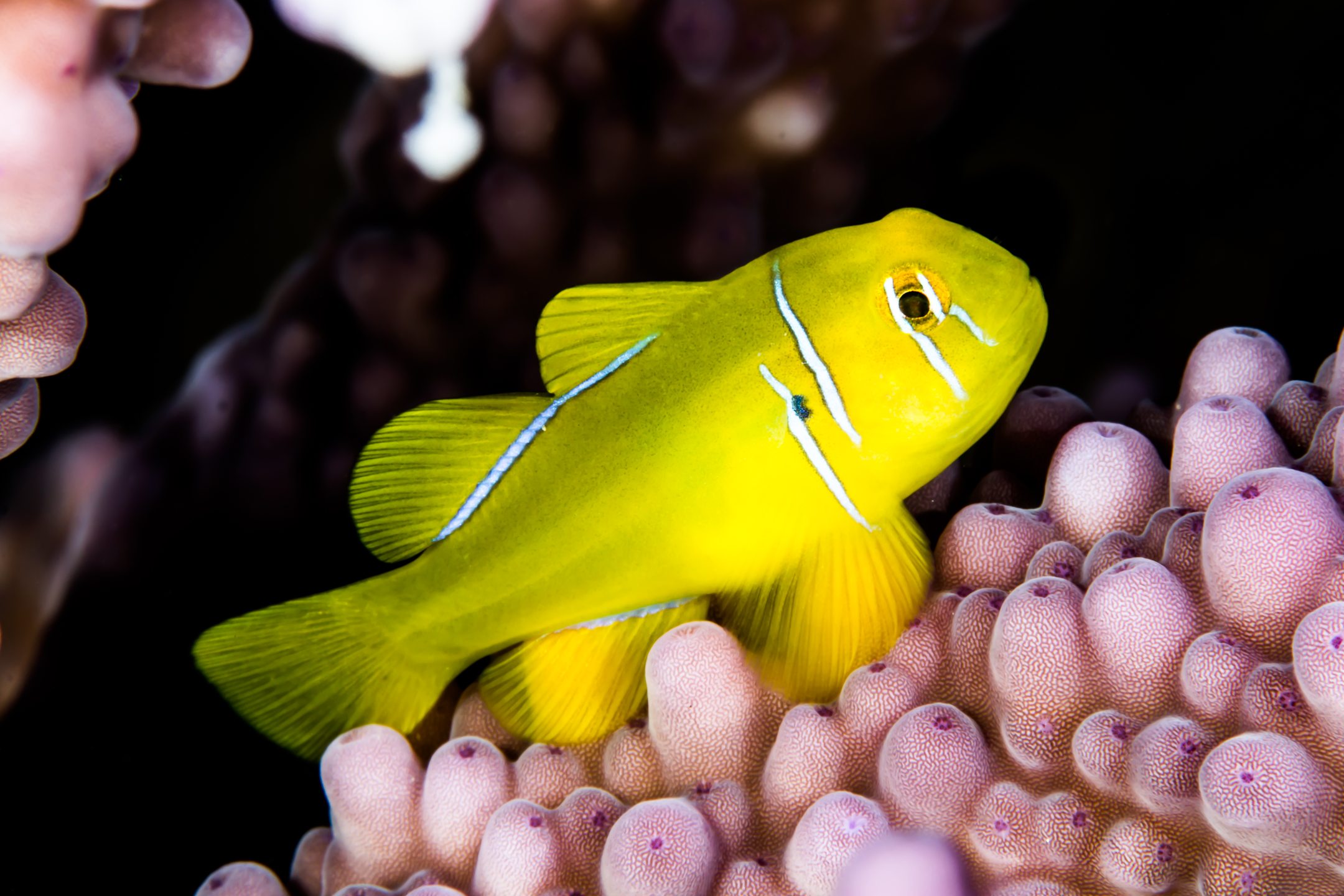 Jackfish Alley - Ras Mohammed photo 6