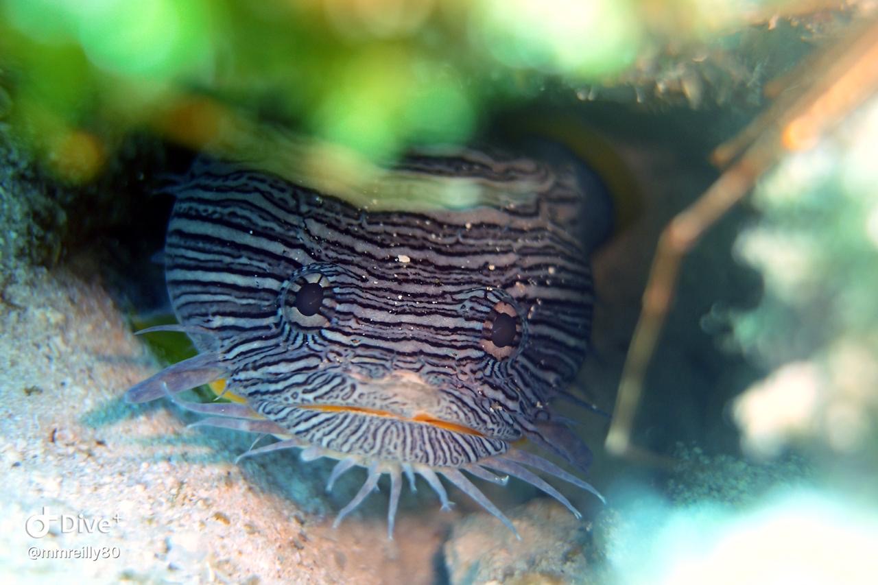 Chankanaab Shallows