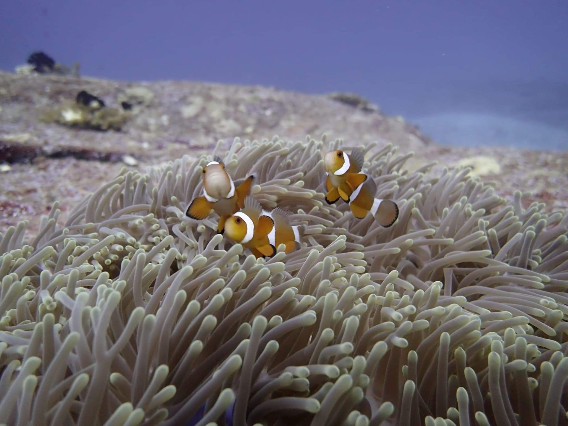 Aussie Reef - Racha Noi