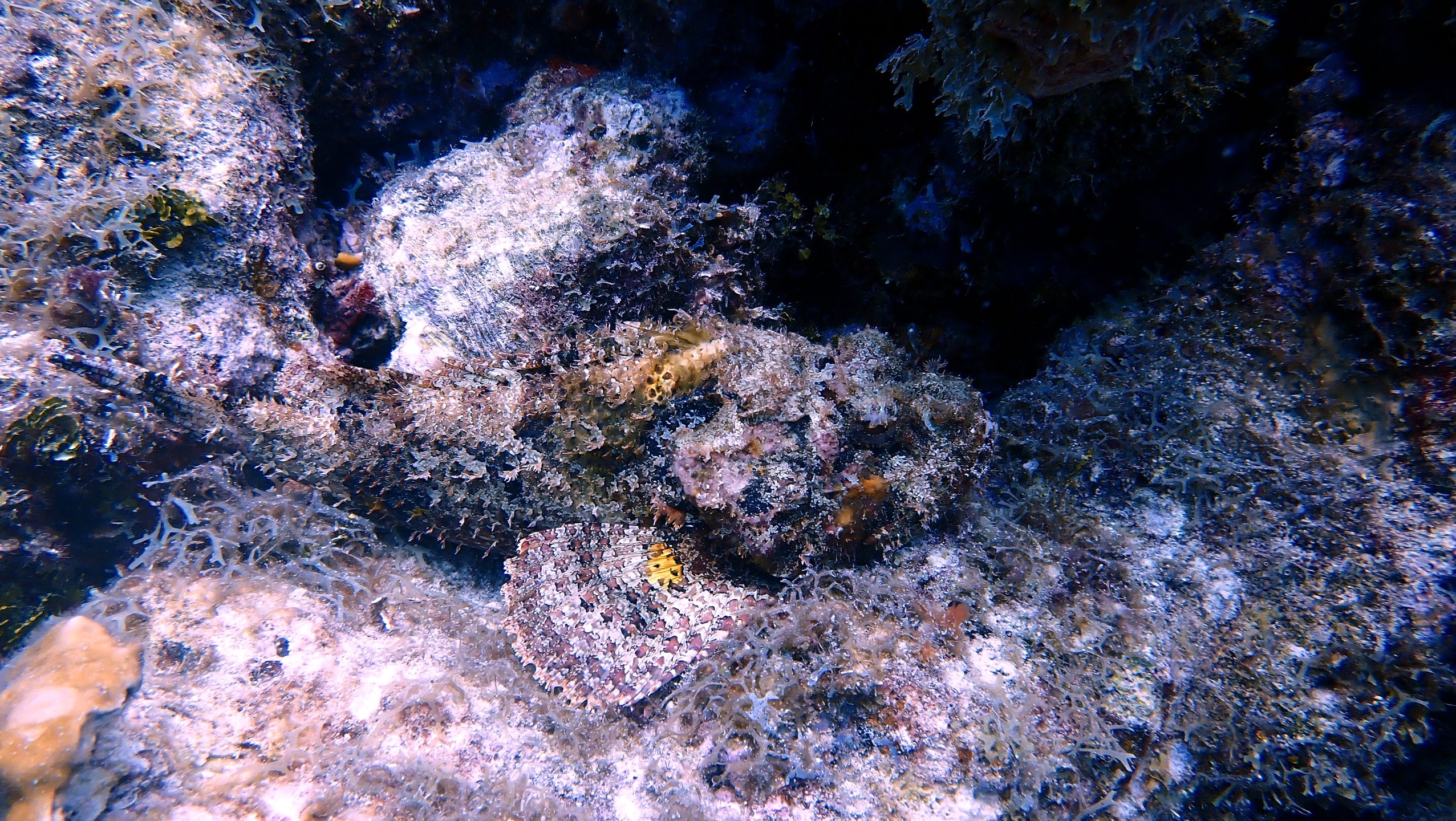 Double Reef