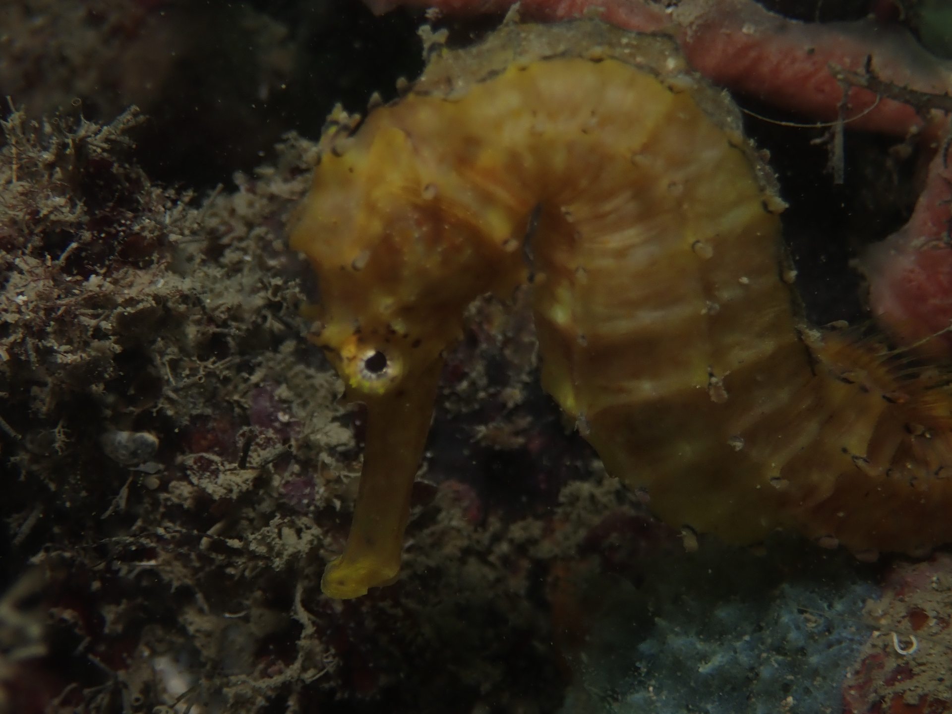 Pulau Hantu photo 2