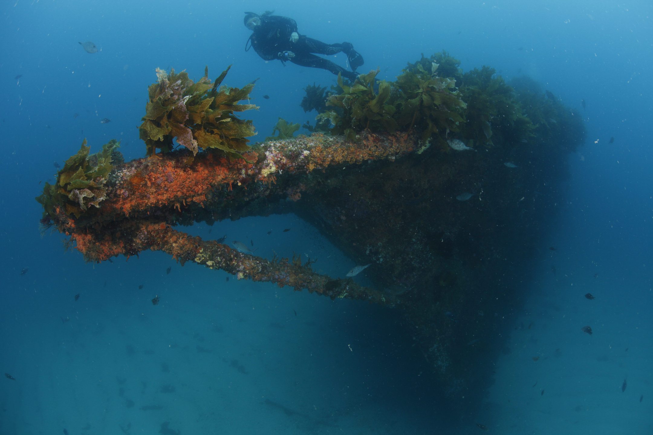 Rainbow Warrior Wreck photo 5