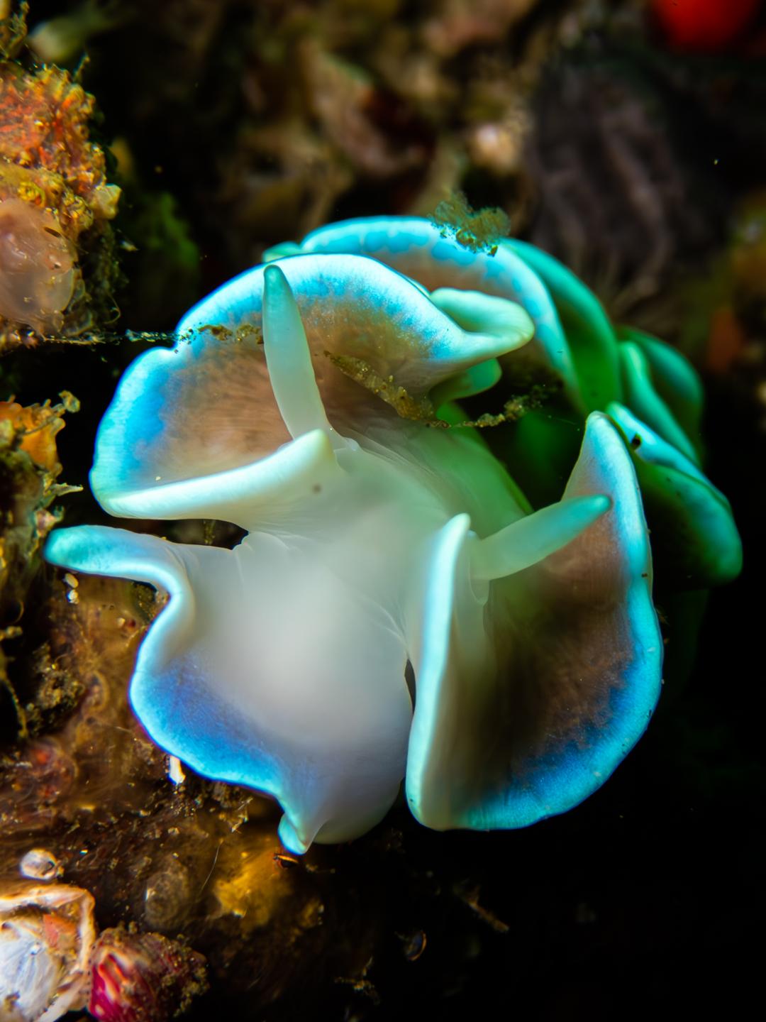 Atlantis Reef photo 7