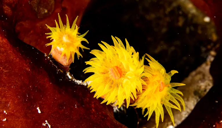 Coral Garden photo 2