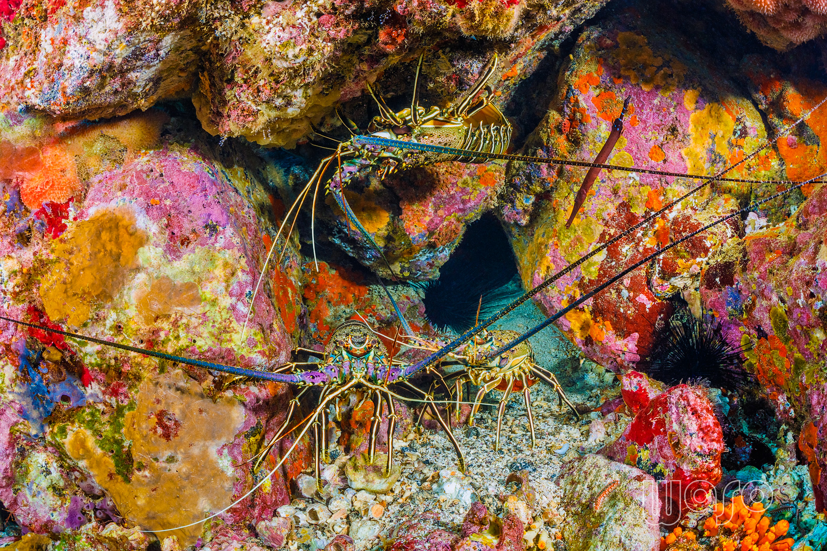 Djeu - São Vicente, Cabo Verde photo 2