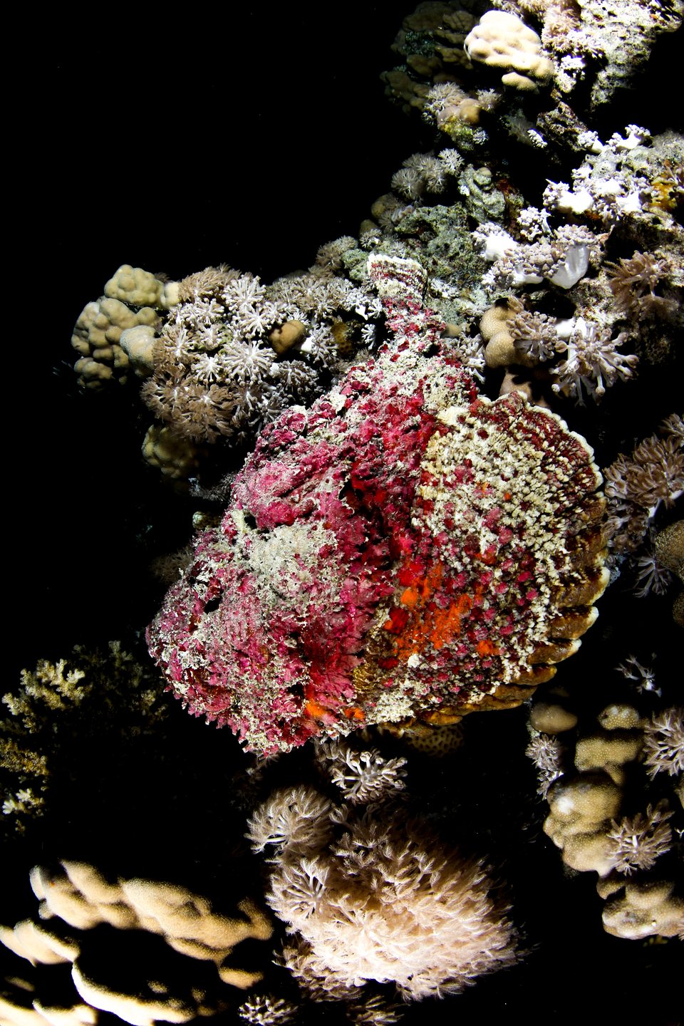 SS Dunraven Wreck photo 6