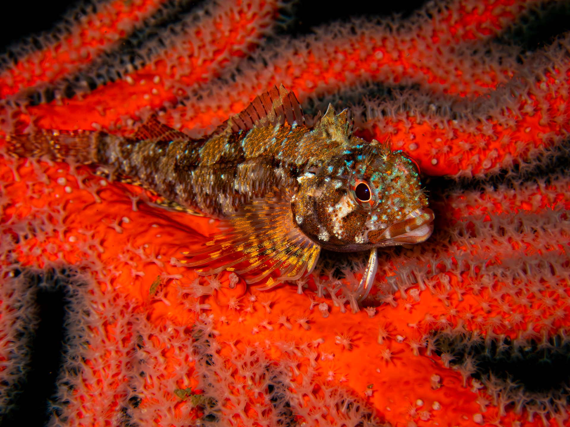 Atlantis Reef photo 2