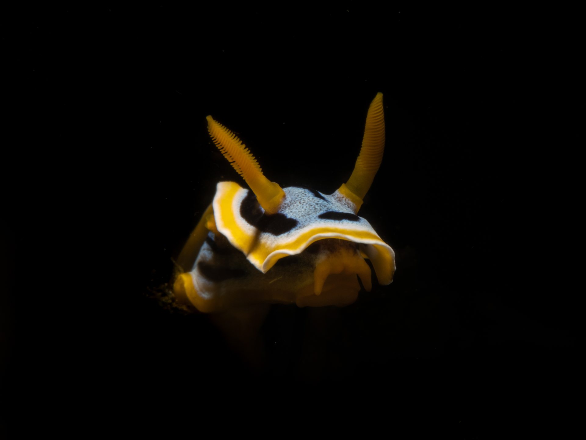 Murex House Reef photo 3