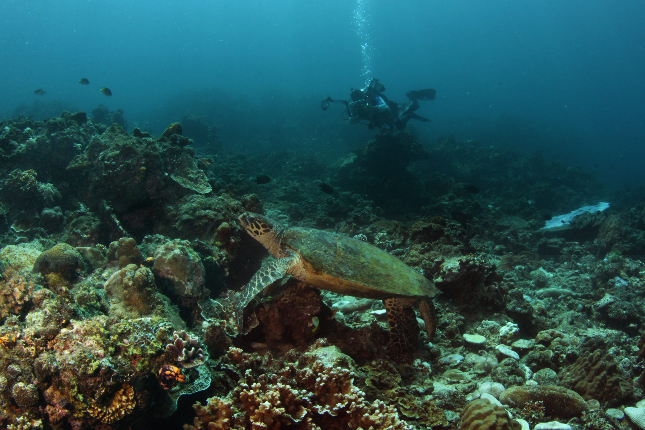Portulano House Reef photo 2