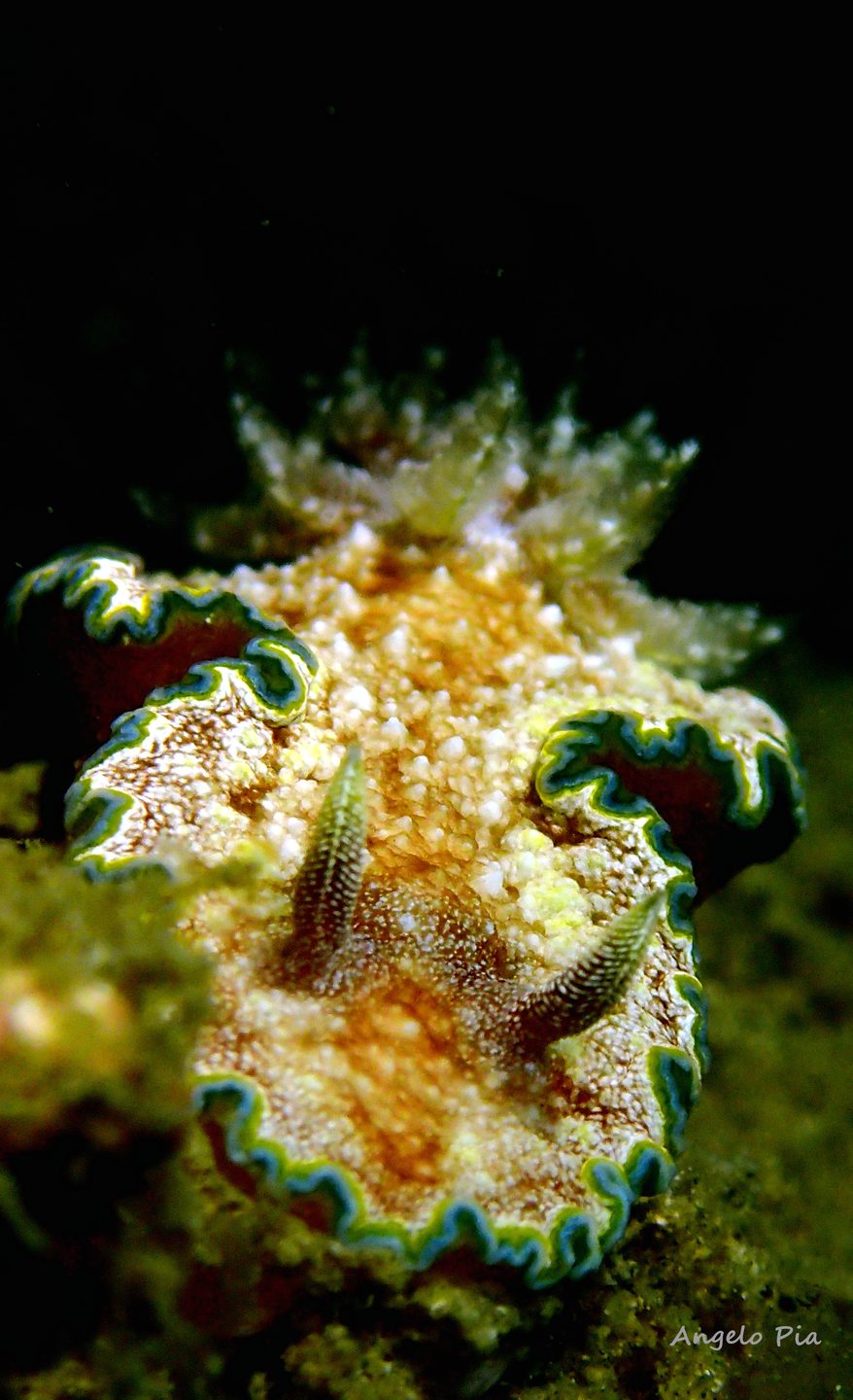 Kalangahan Reef photo 2