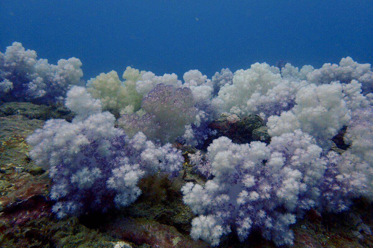 Buddha Island photo 6