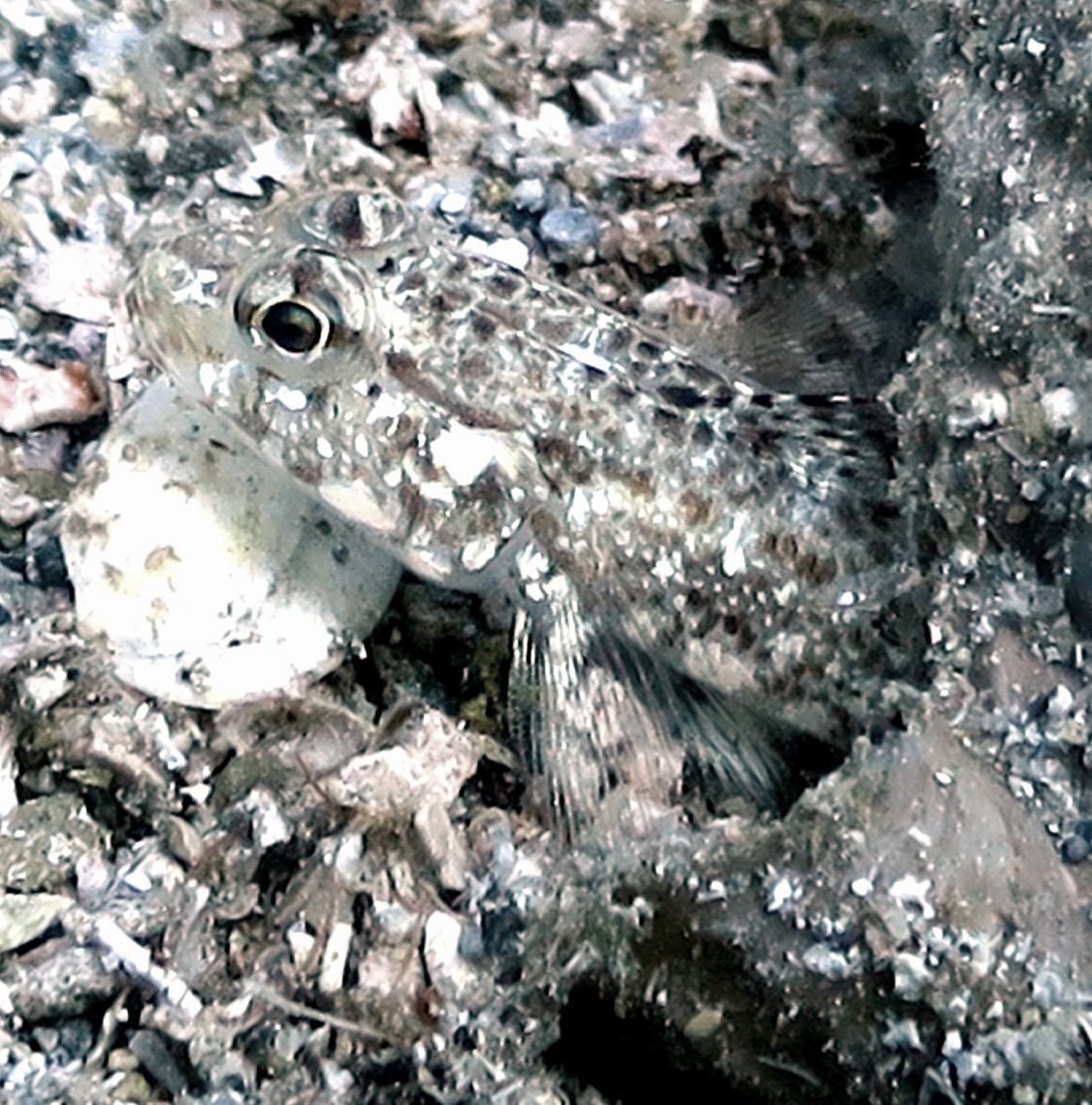 Troulos Reef