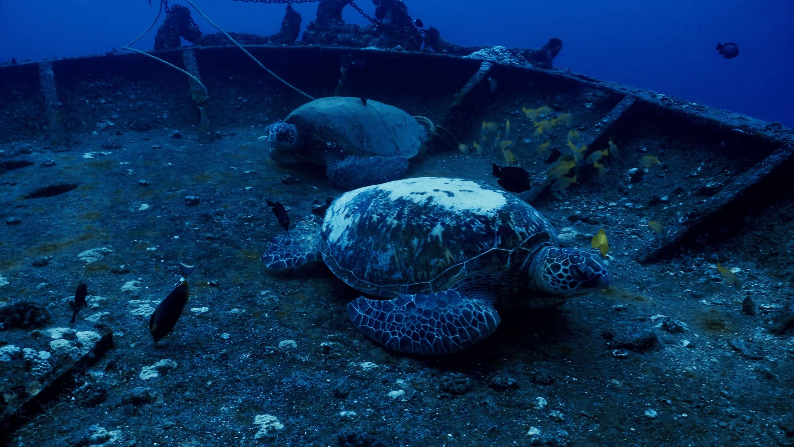 Sea Tiger Wreck