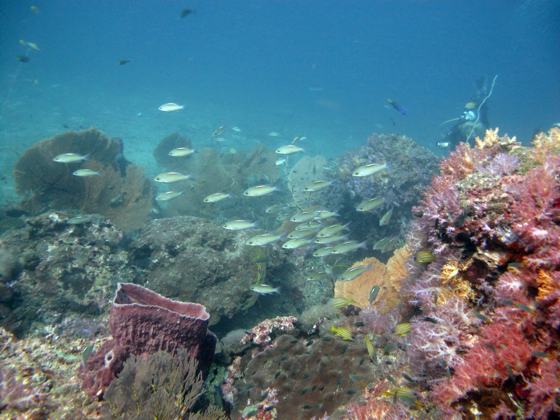 Palong Wall photo 4