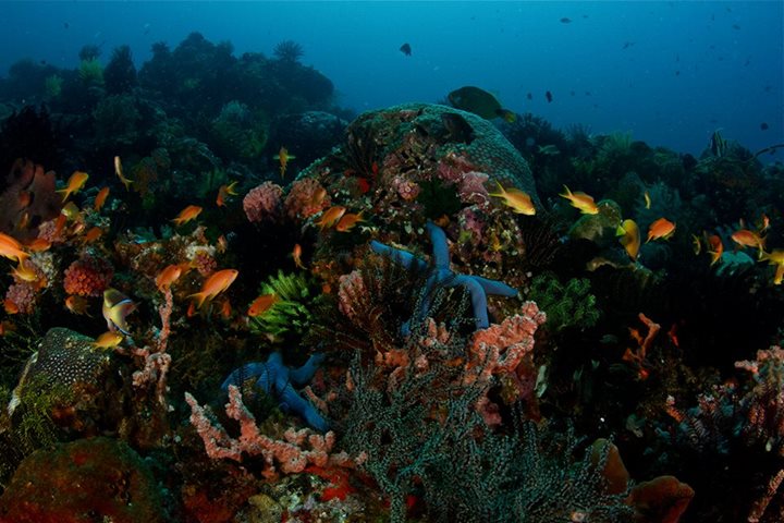 Dauin North photo 2