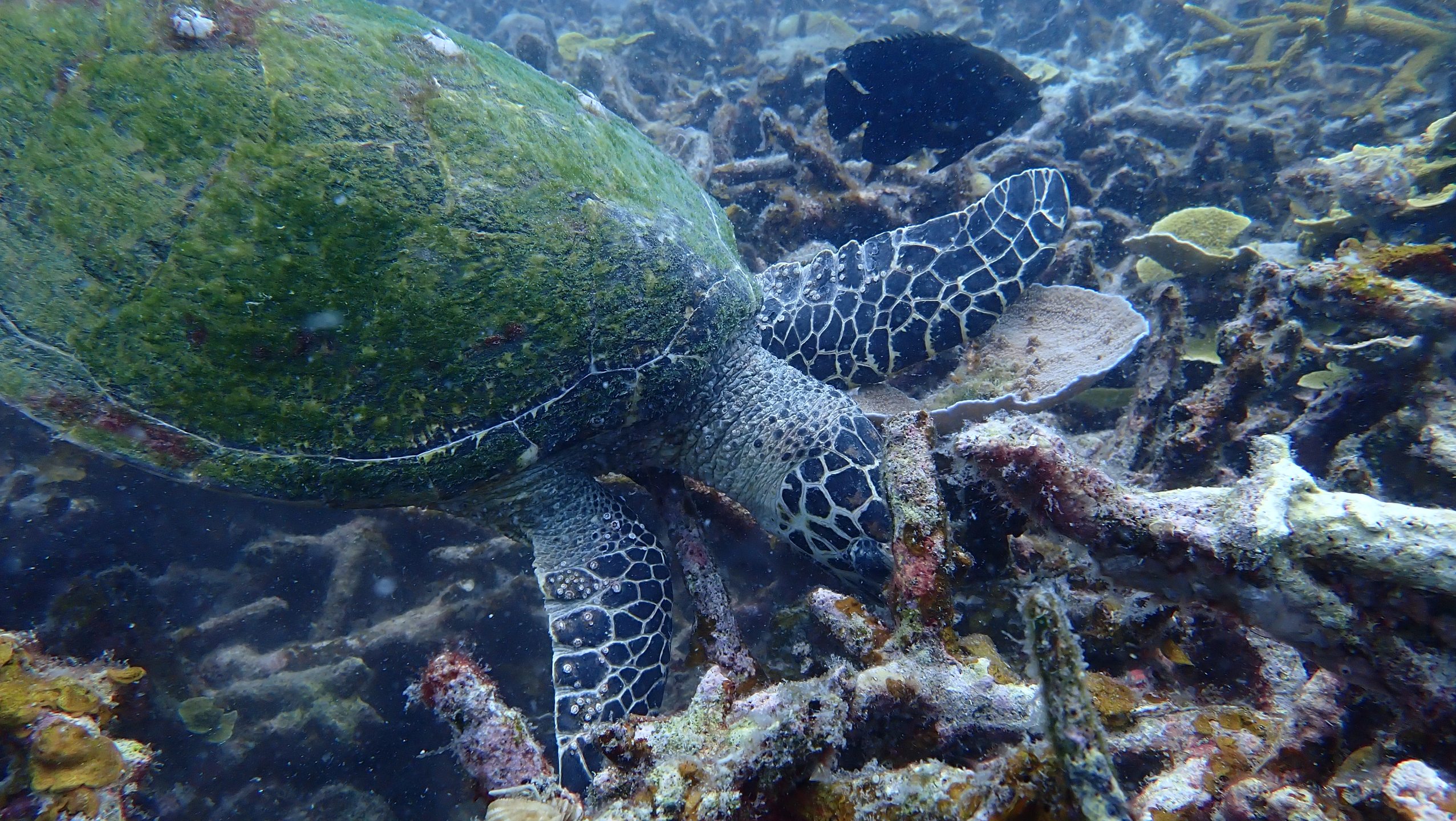 BATU LAYAR