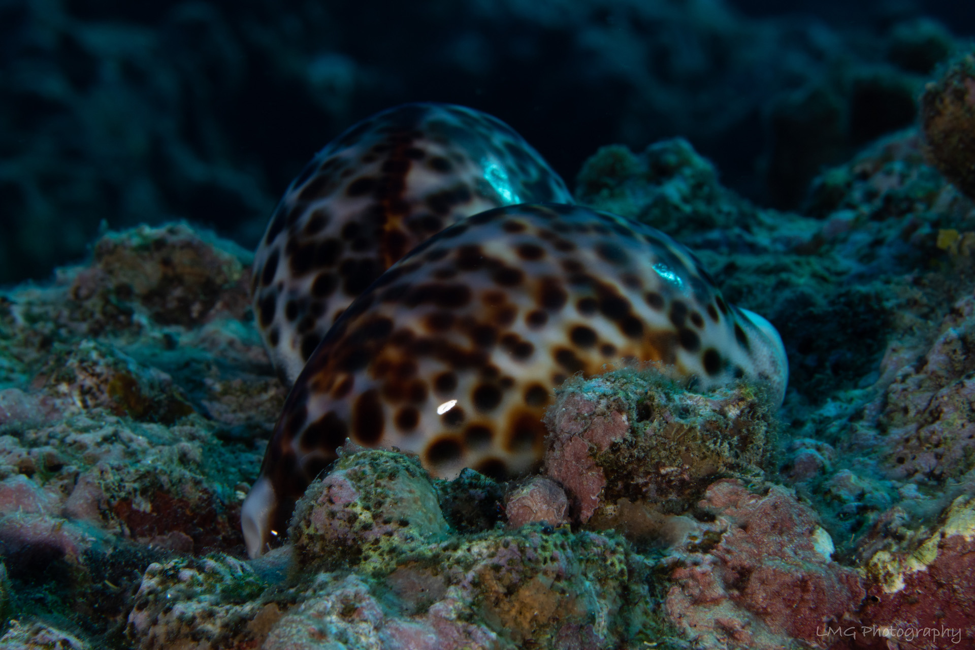 Hap's Reef photo 14