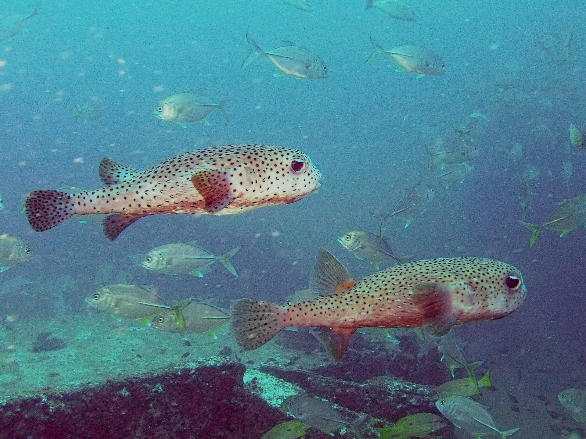 Boonsung Wreck photo 2