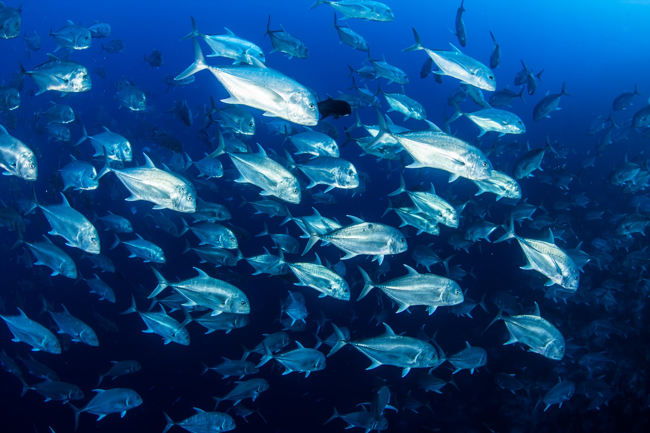 Shark & Yolanda Reef - Ras Mohammed photo 5