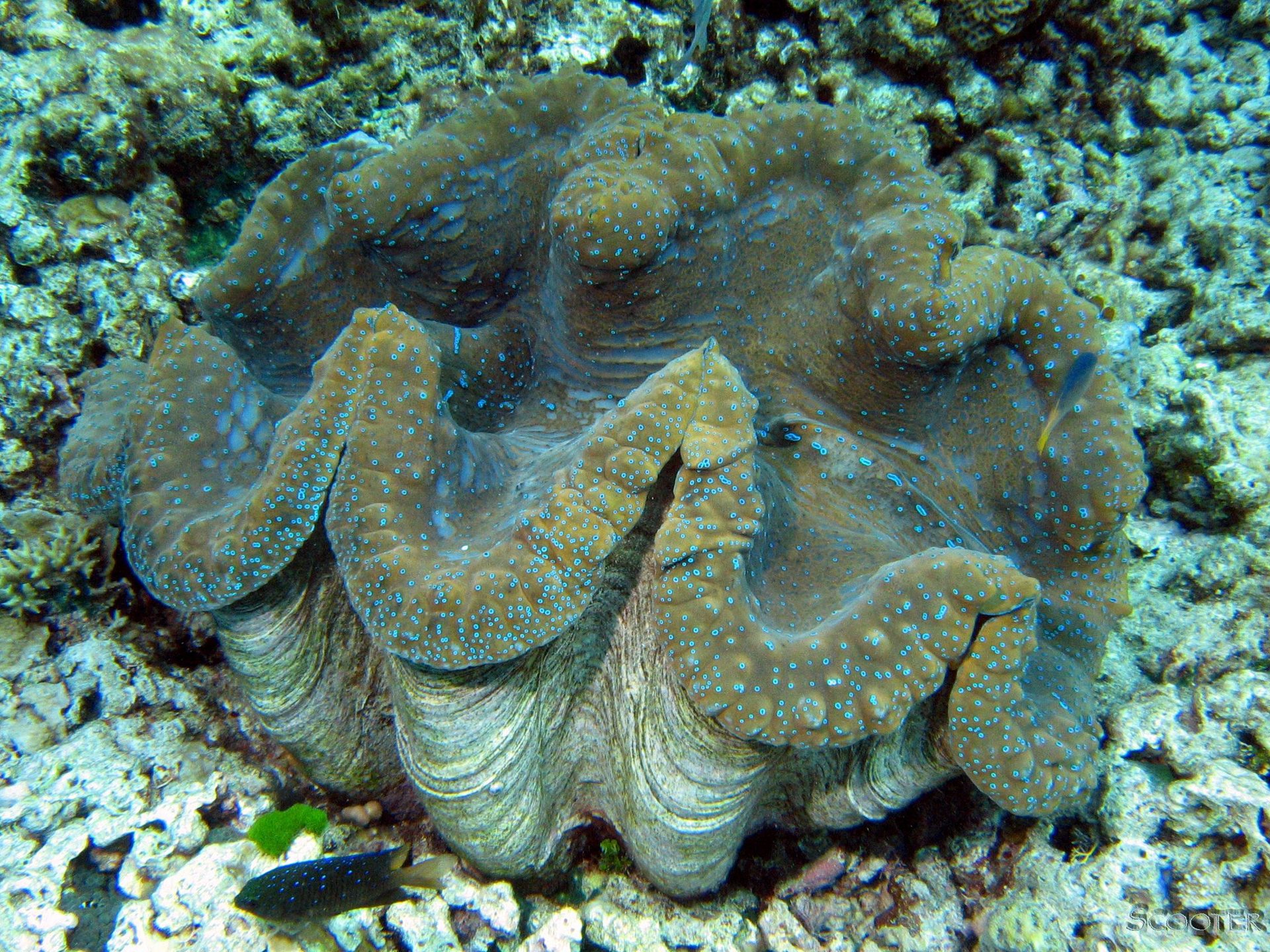 Petaj photo 8