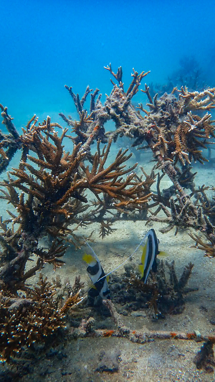 AlotMeant - Coral Restoration Project photo 4