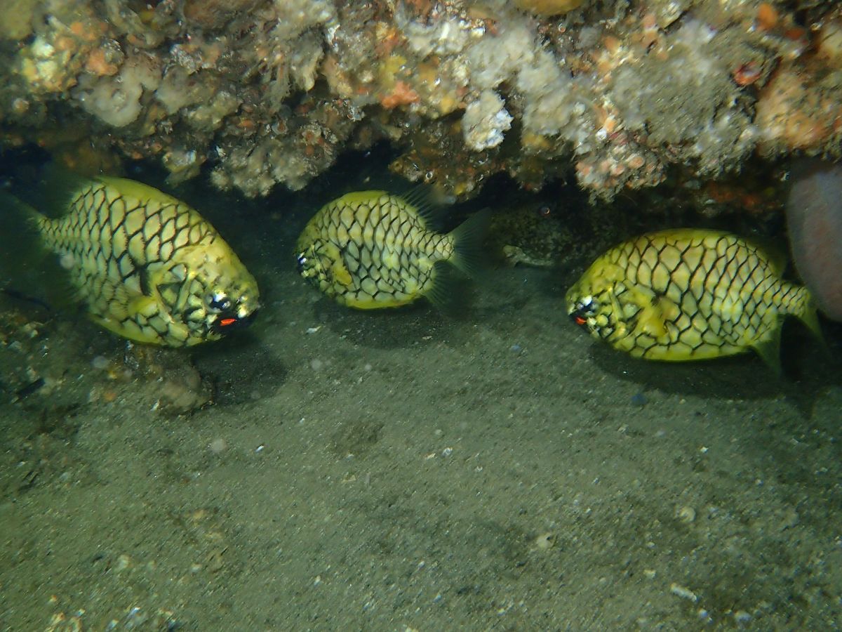 Ship Rock Aquatic Reserve photo 3