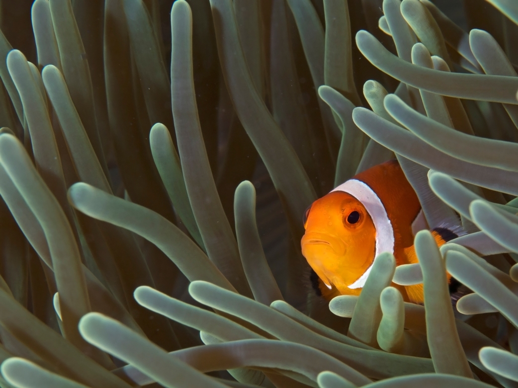 Dapdap photo 4