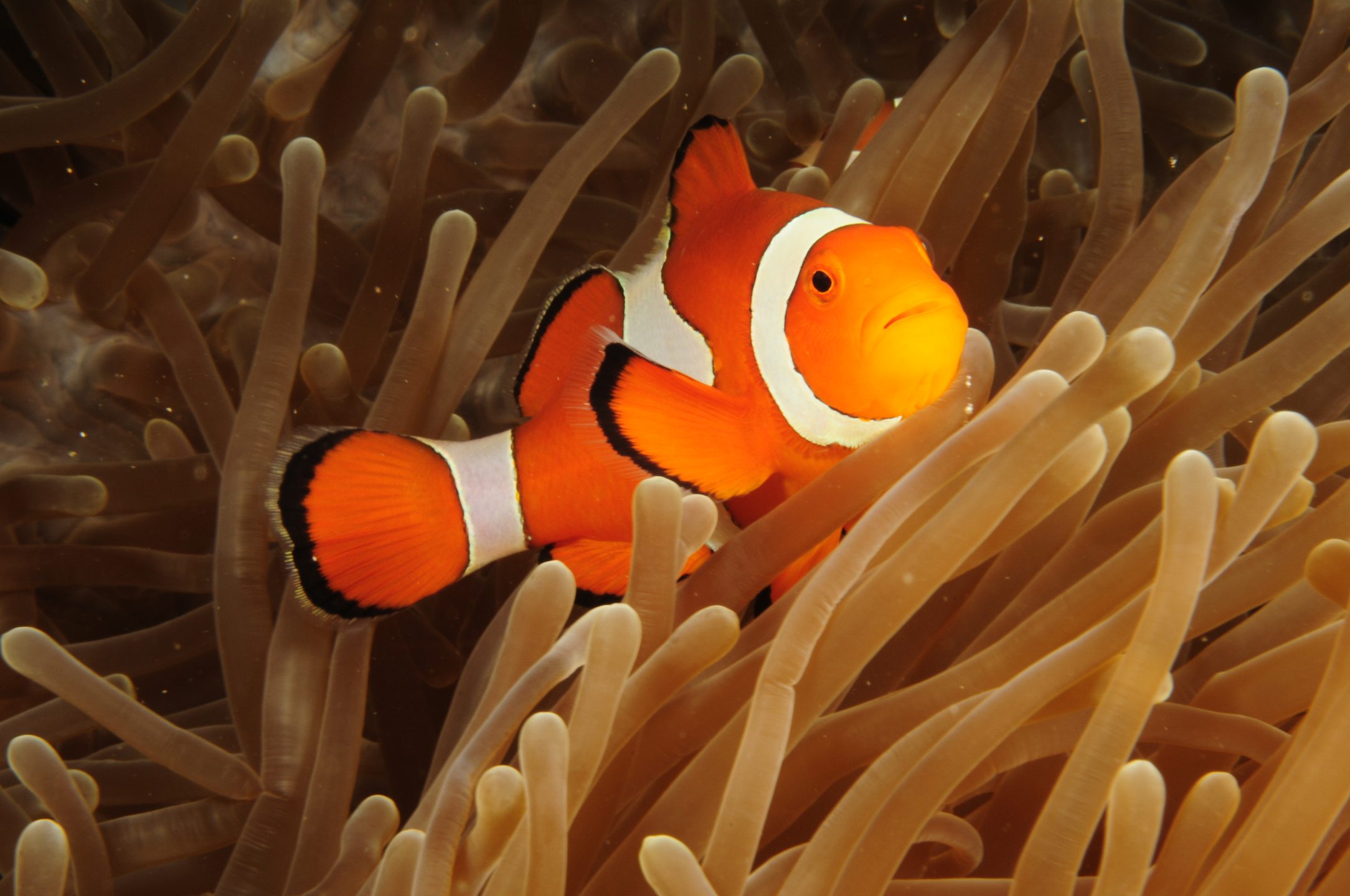 Menjangan Island photo 6