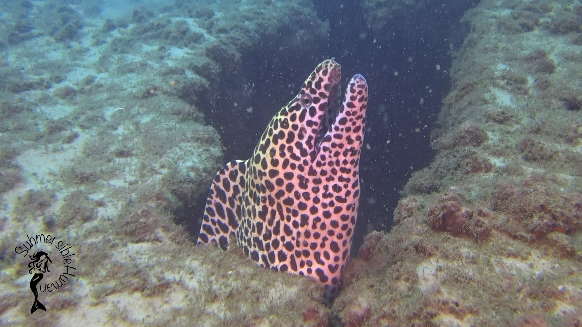 Curtin Artificial Reef - Moreton Bay photo 3