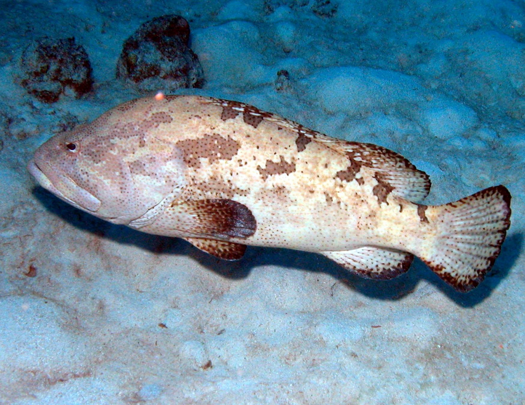 Flynn Reef photo 7