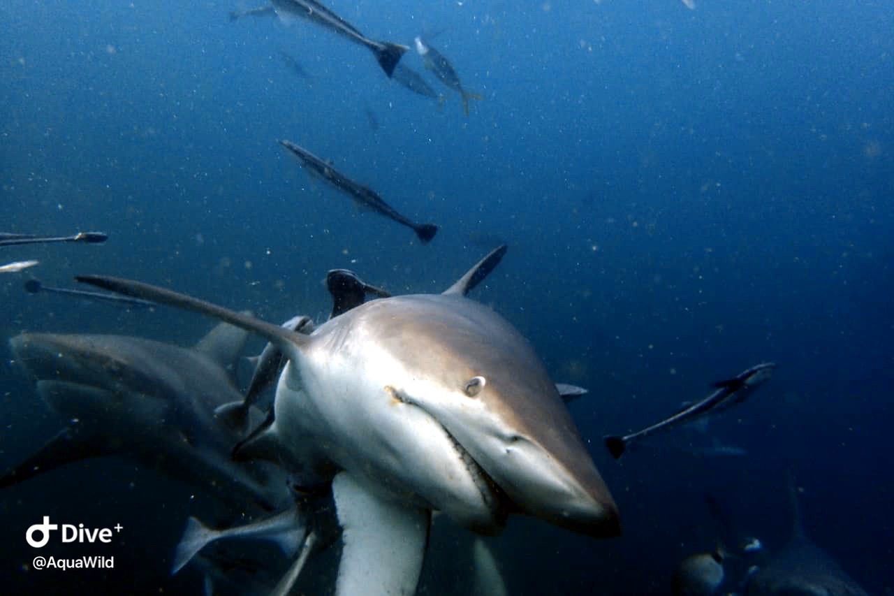 Aliwal Shoal Reef photo 2