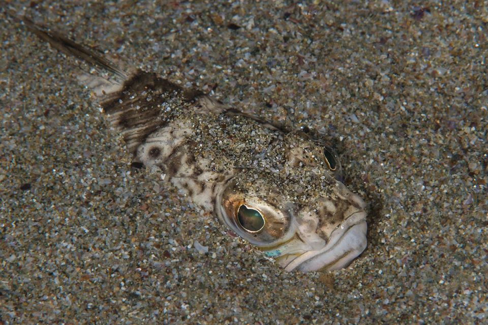 Seahorse Garden - Galata photo 9