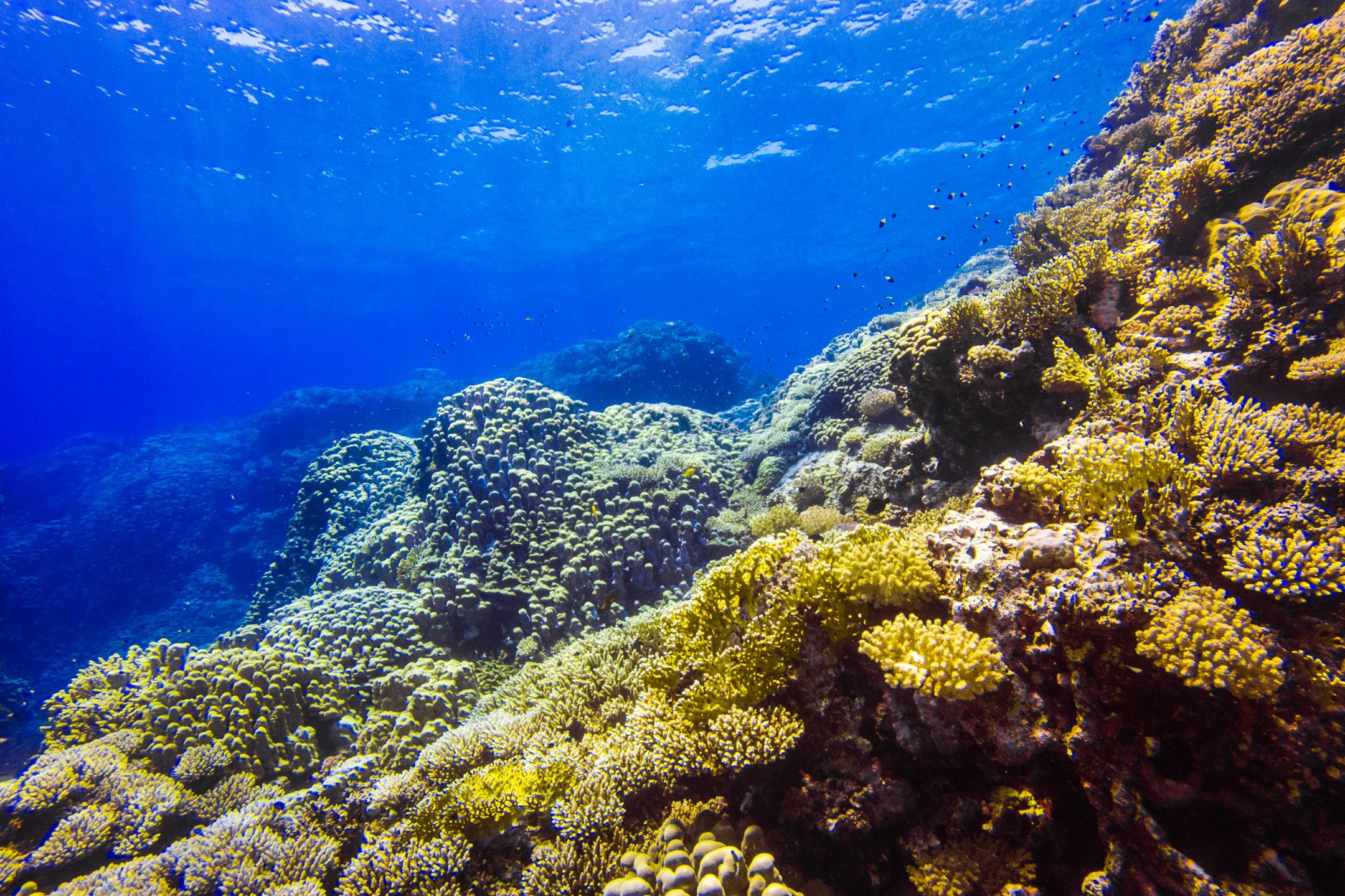Um Halhala Divesite photo 10