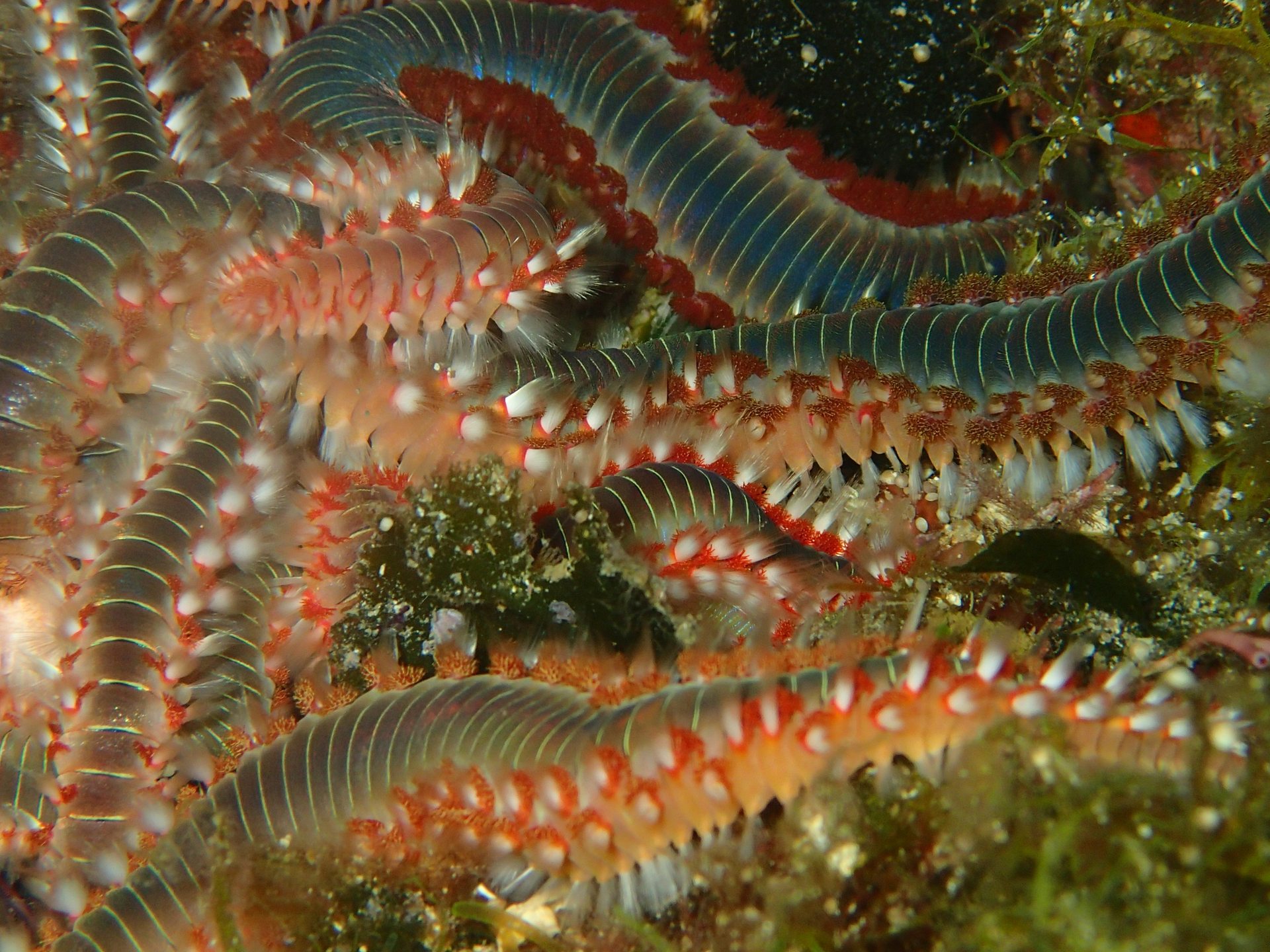 Avlaki photo 7