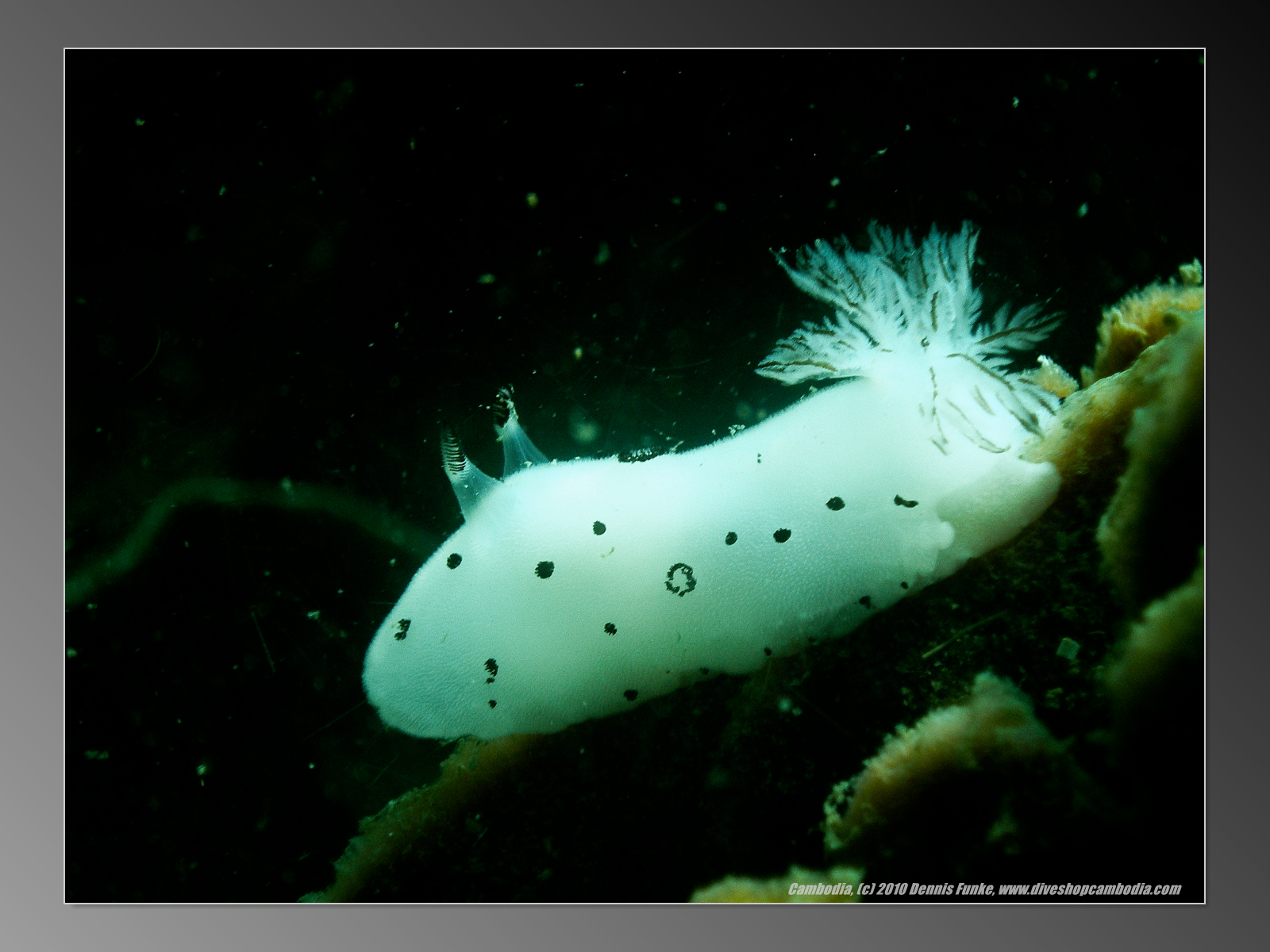 Nudibranch Heaven